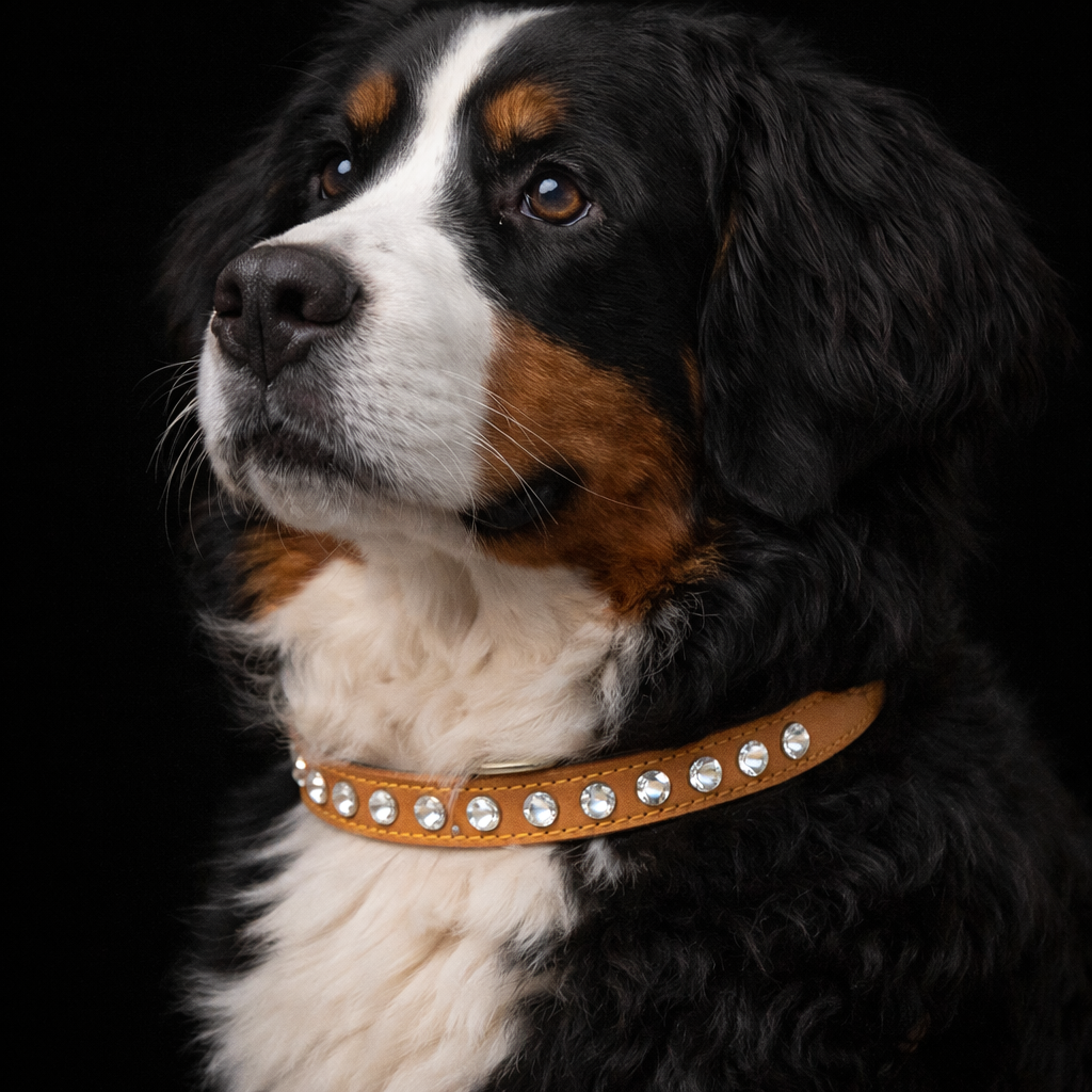 Hepburn Collar-9