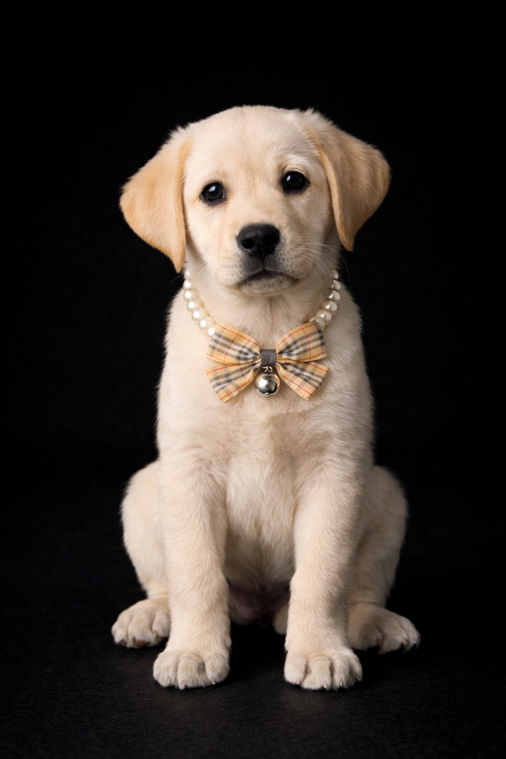 Bow Pearl Necklace-5