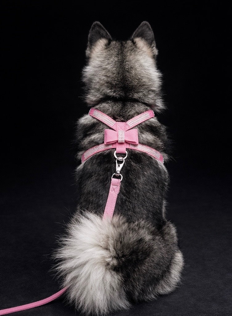 Hayworth Harness + Leash-11