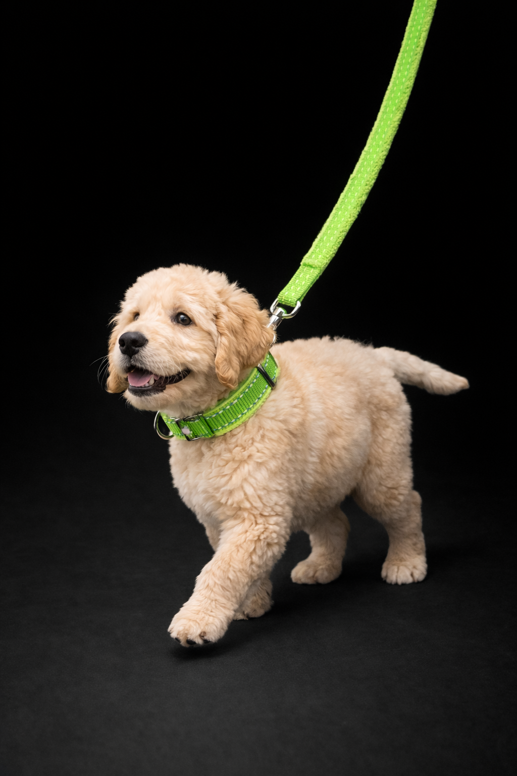 Lauper Collar + Leash-6