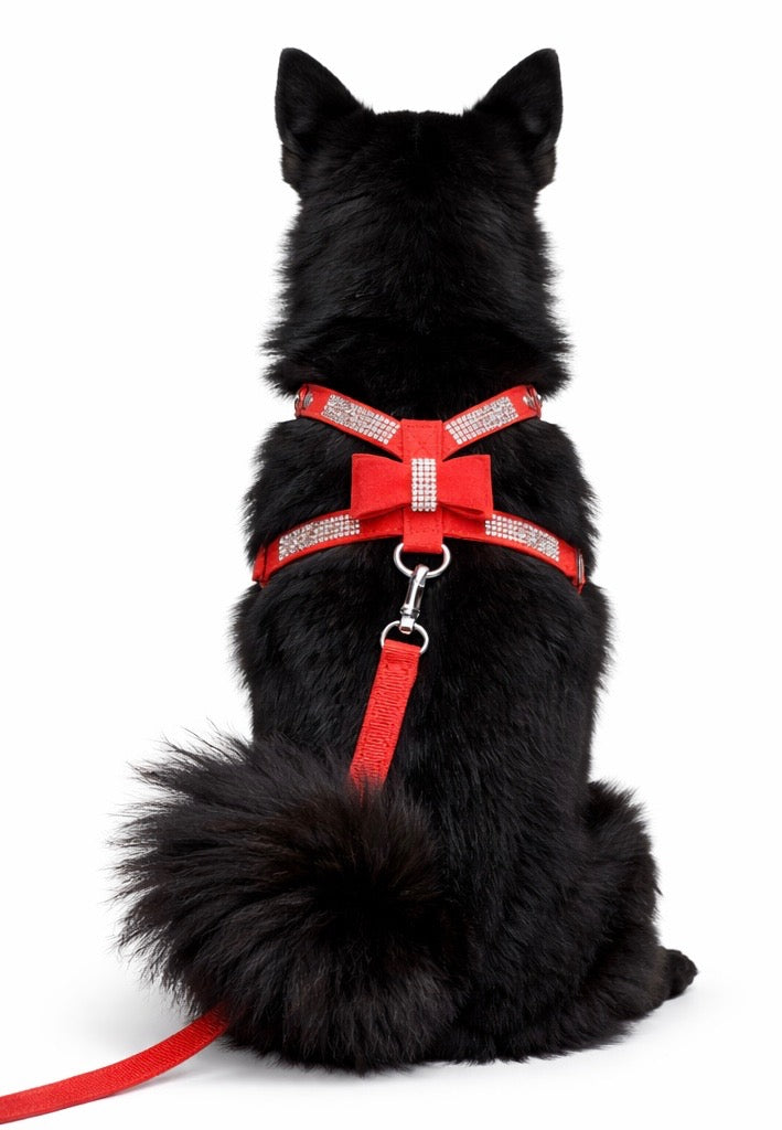 Hayworth Harness + Leash-3