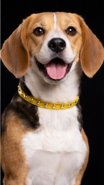 Hudson and Redford Leash + Collar Set-2
