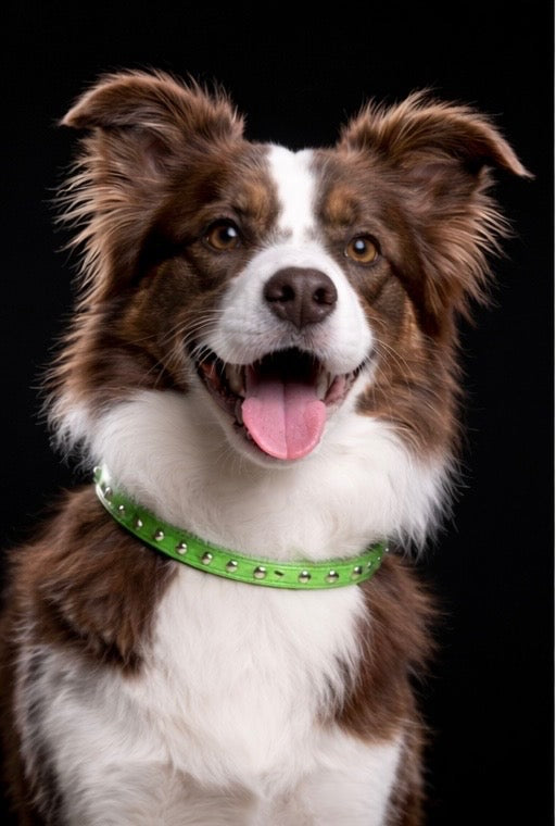 Hudson and Redford Leash + Collar Set-4