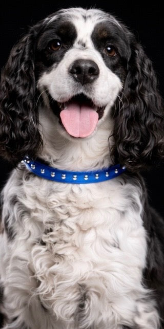 Hudson and Redford Leash + Collar Set-8