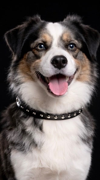 Hudson and Redford Leash + Collar Set-6