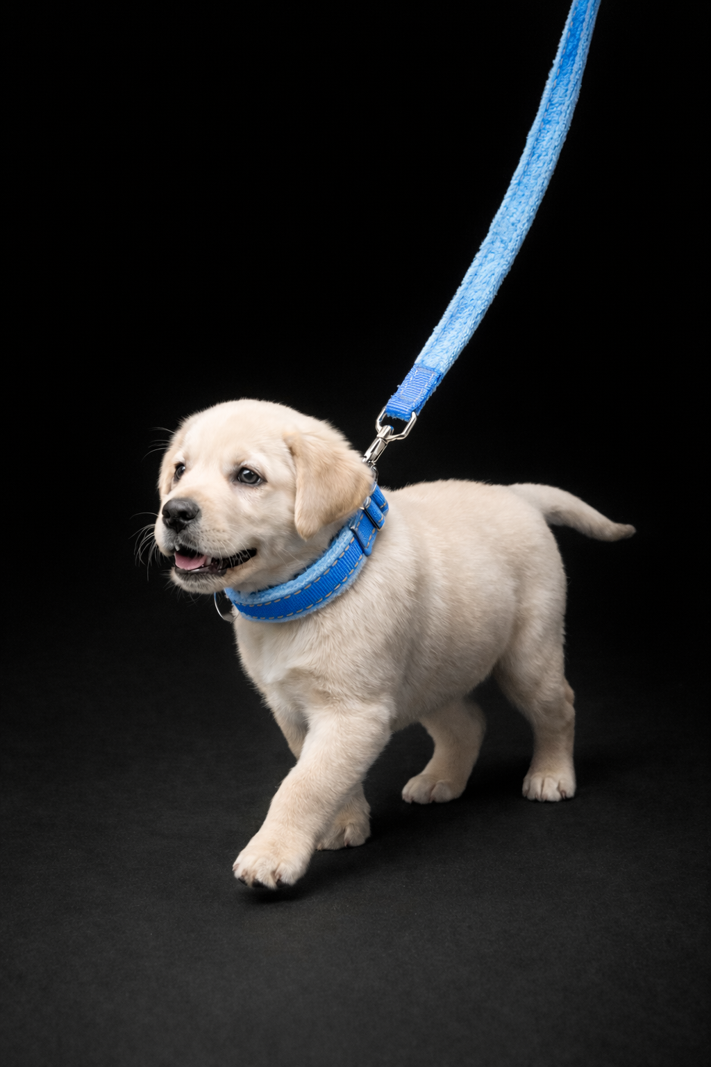 Lauper Collar + Leash-9