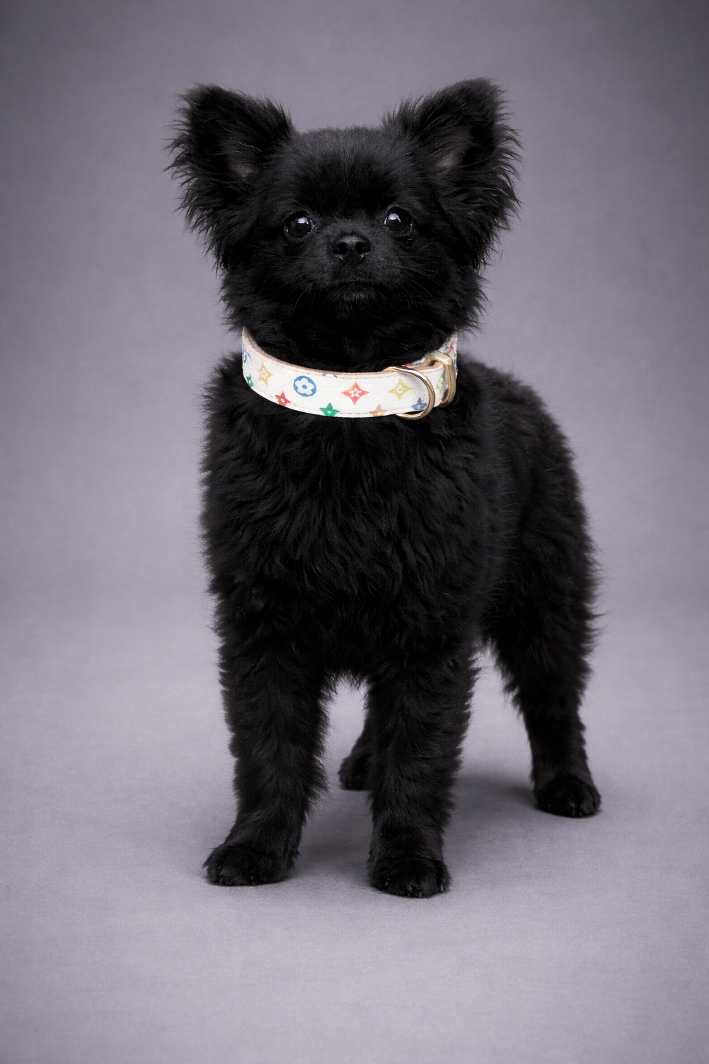 Paris - Collar-4
