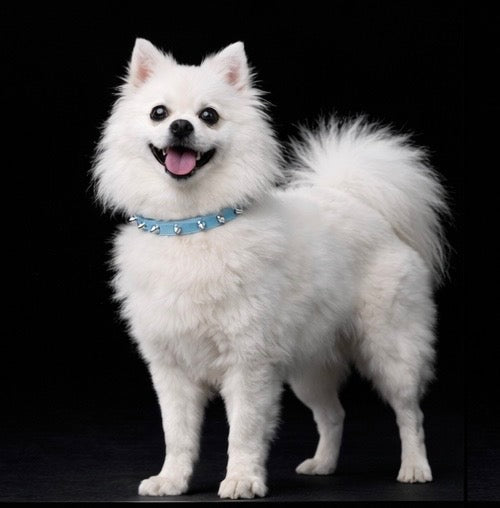 Helmsley and Eastwood Leash + Collar Set-12
