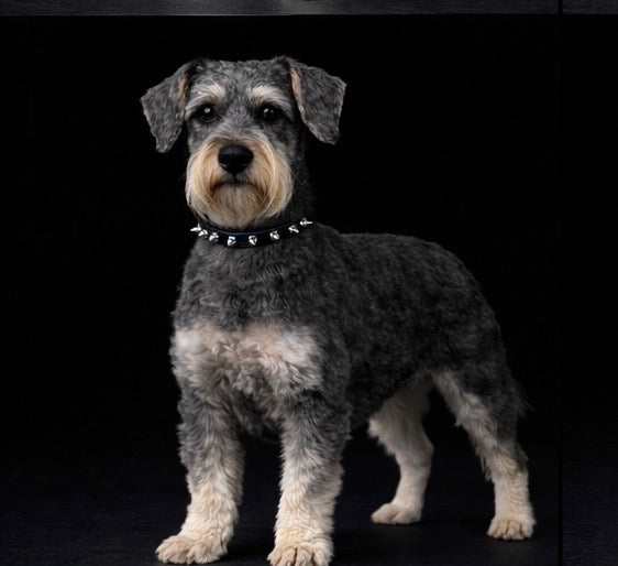Helmsley and Eastwood Leash + Collar Set-6