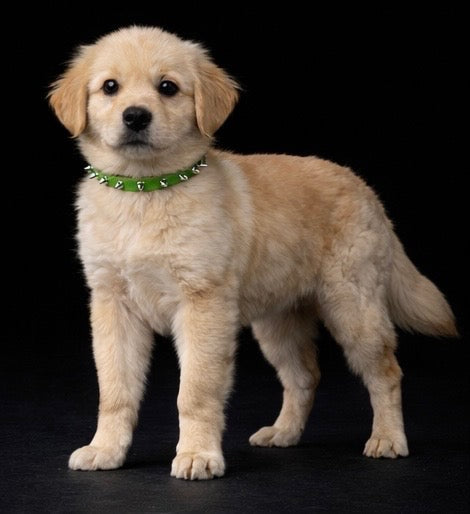 Helmsley and Eastwood Leash + Collar Set-3