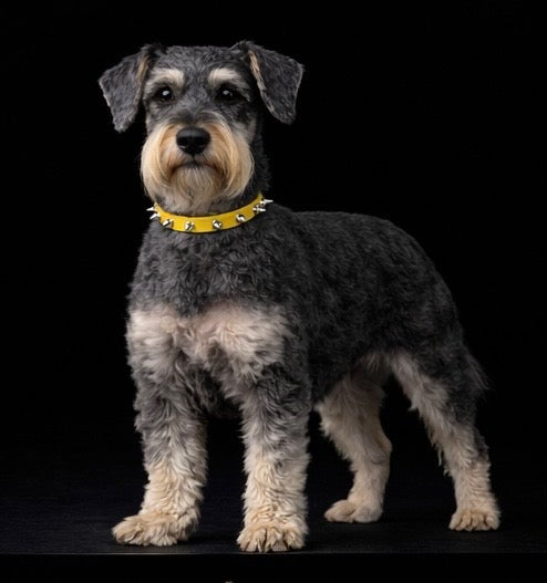 Helmsley and Eastwood Leash + Collar Set-15