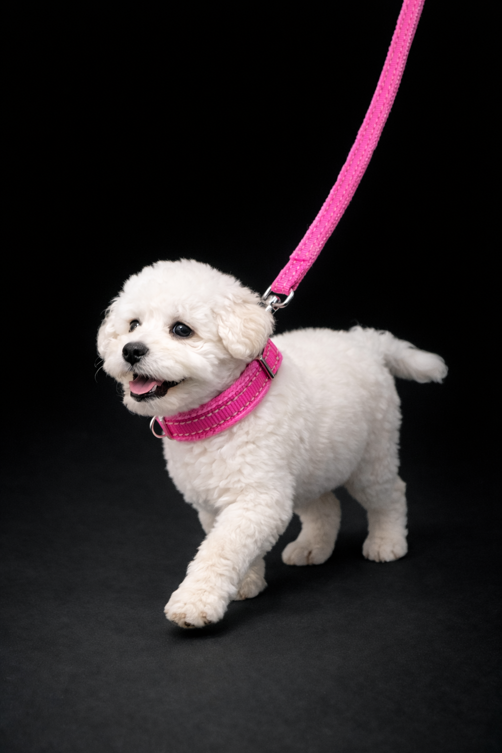Lauper Collar + Leash-3